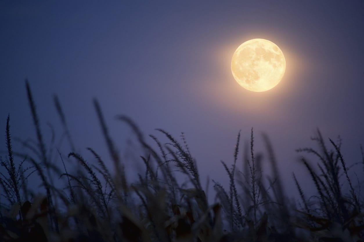 Superluna Piena del Raccolto martedì 7 ottobre 2025, a che ora vederla e perché si chiama così