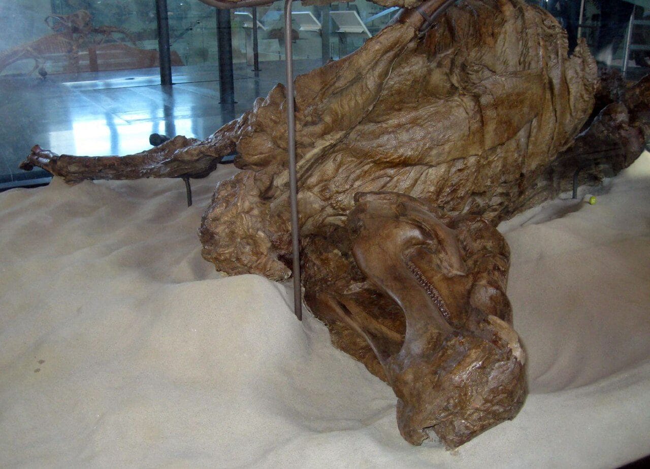 Una "mummia" di edmontosauro. Credit: Wikipedia