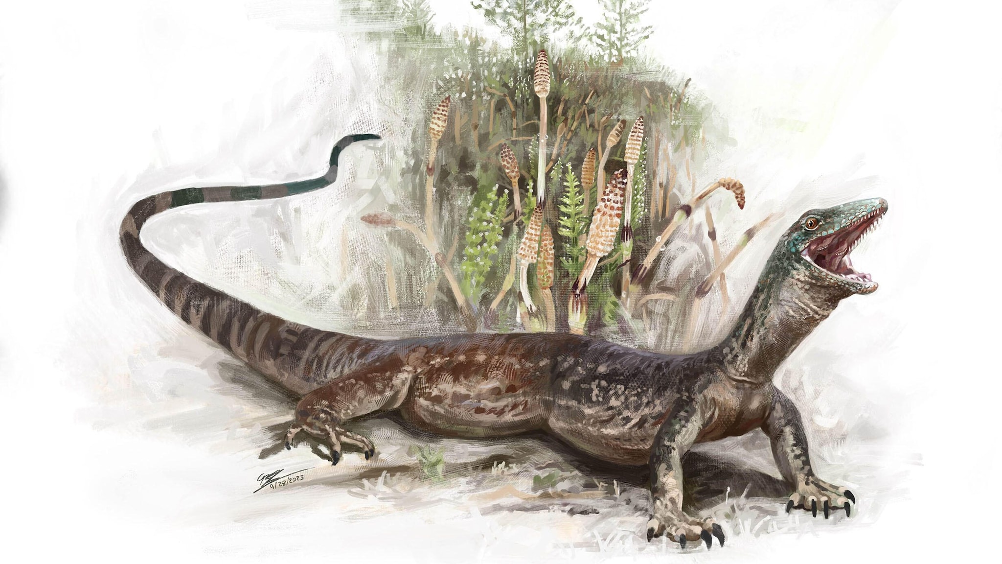 Incredibile fossile di rettile giurassico metà lucertola e metà serpente scoperto in Scozia