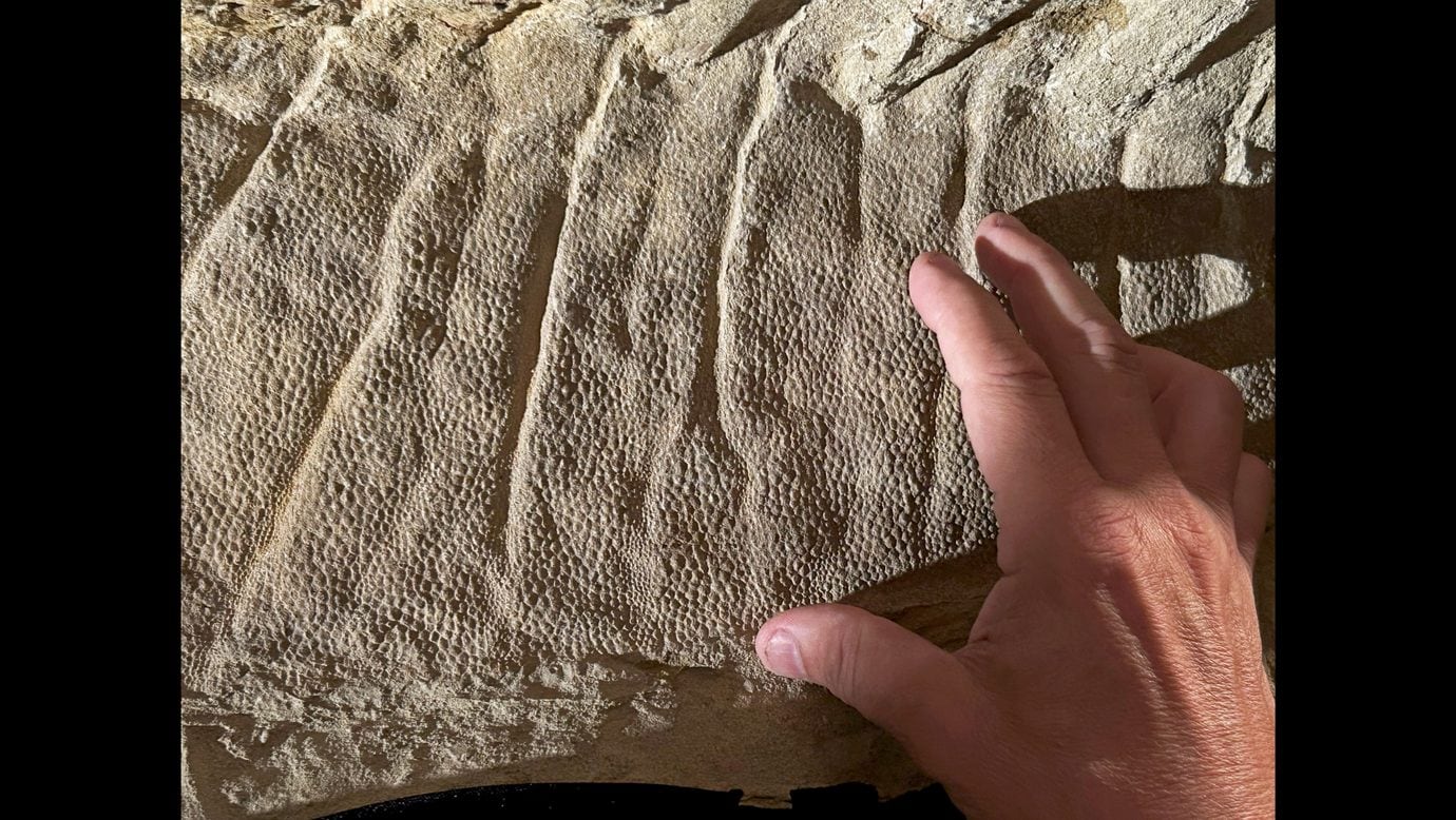Dettaglio della pelle. Credit: Tyler Keillor/Fossil Lab