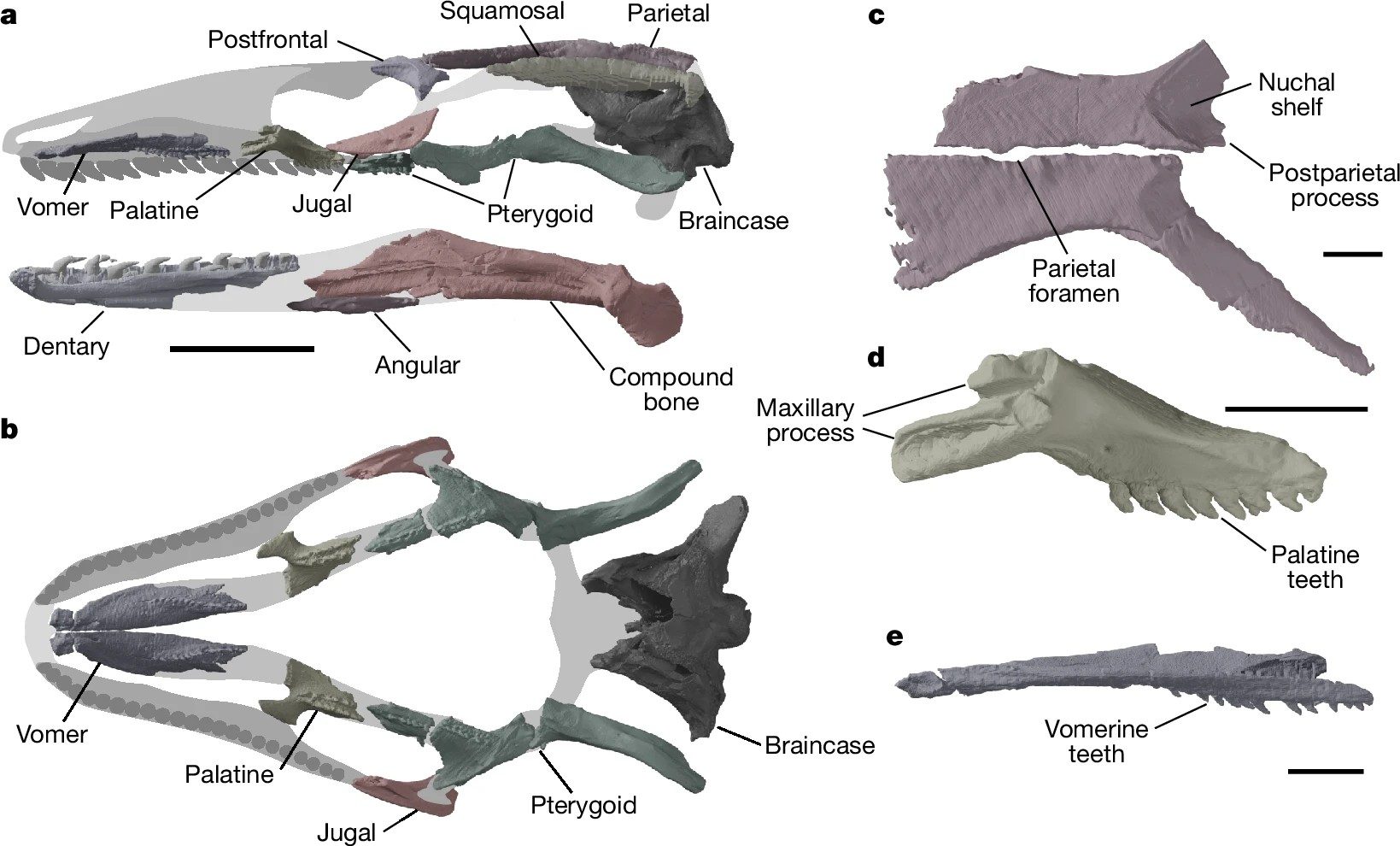 I resti del cranio fossile. Credit: Benson et all./Nature