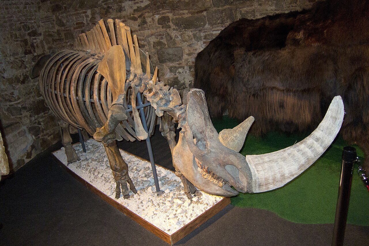 Lo scheletro di un rinoceronte lanoso. Credit: Wikipedia