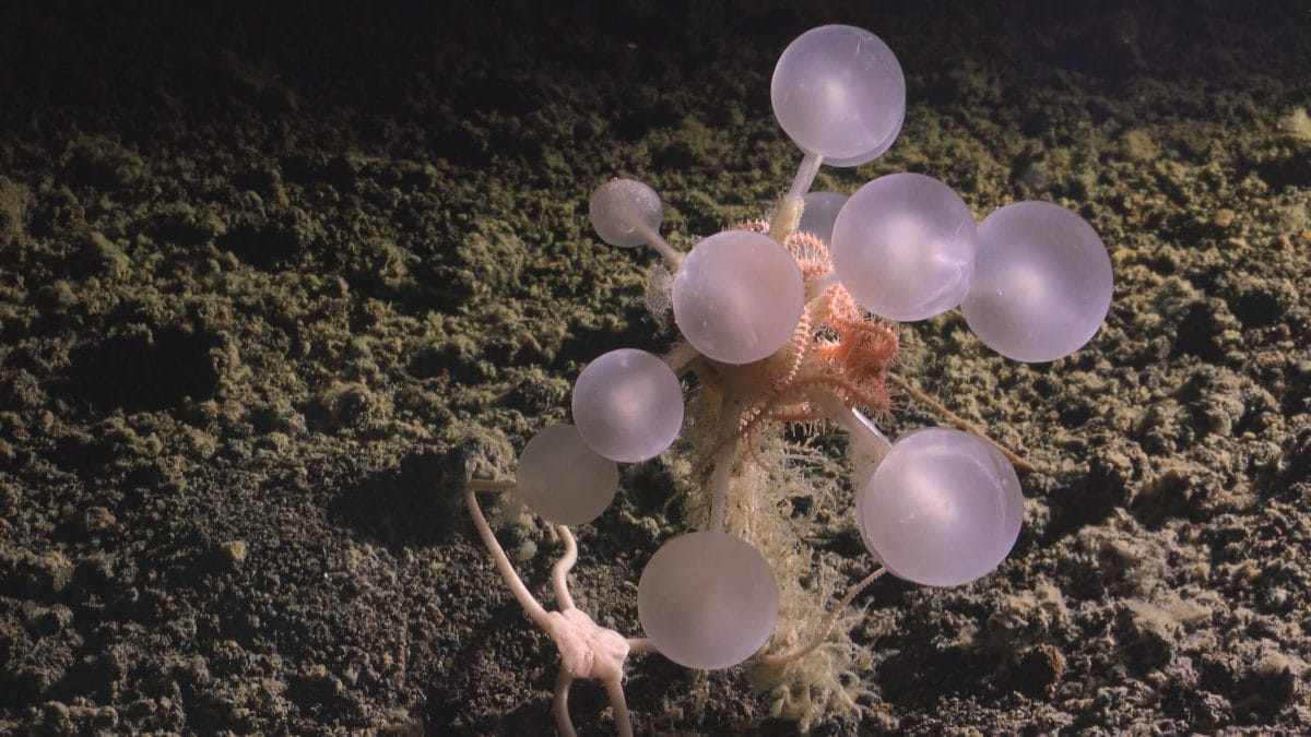 La spugna carnivora "palla di morte" scoperta negli abissi dell’Antartide nella spedizione dello Schmidt Ocean Institute / Credit: Nippon Foundation–Nekton Ocean Census Schmidt Ocean Institute
