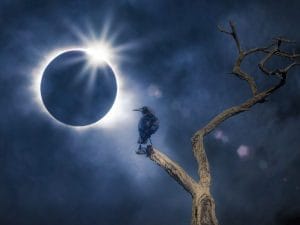 uccellieclissi_iStock-1398785033-300x225.jpg