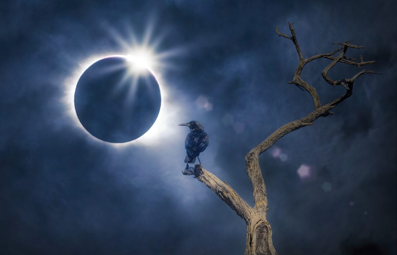 Finalmente sappiamo come cambia il comportamento degli uccelli durante le eclissi: lo svela uno studio