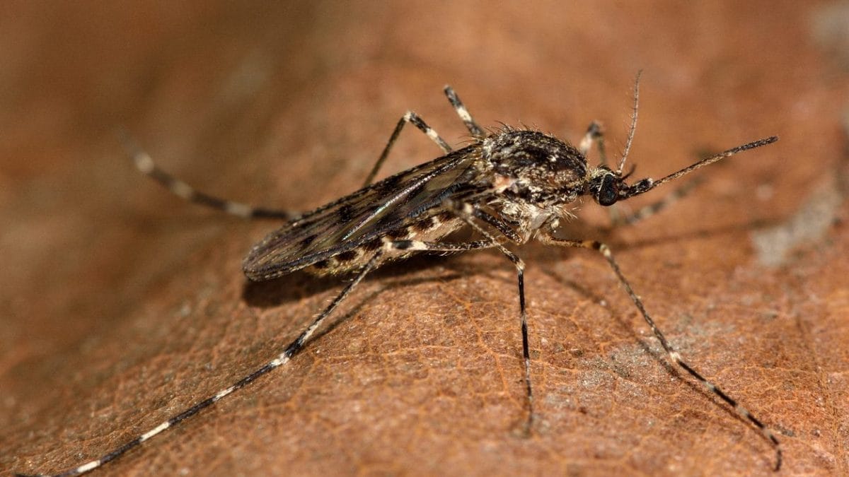 Un esemplare di zanzara Culiseta annulata. Credit: iStock