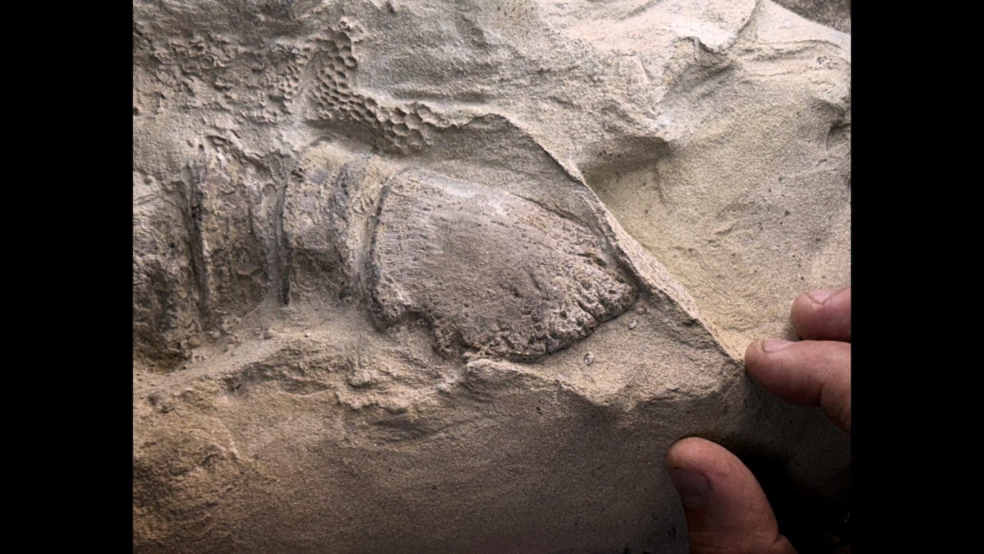 Dettaglio dello zoccolo del giovane edmontosauro. Credit: Tyler Keillor/Fossil Lab
