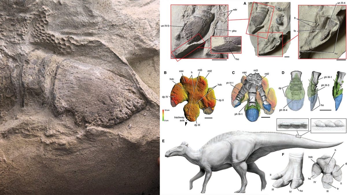 A sinistra il dettaglio di uno zoccolo fossilizzato. Credit: Tyler Keillor/Fossil Lab A destra struttura degli zoccoli. Credit: Sereno et al. / Science