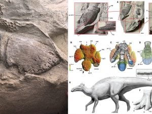 zoccolodinosaurocov-300x225.jpg