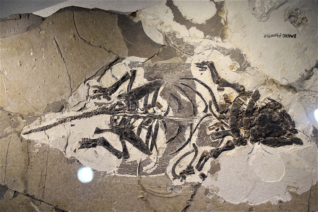 Fossile di Liaoningosaurus paradoxus. Credit: Jonathan Chen