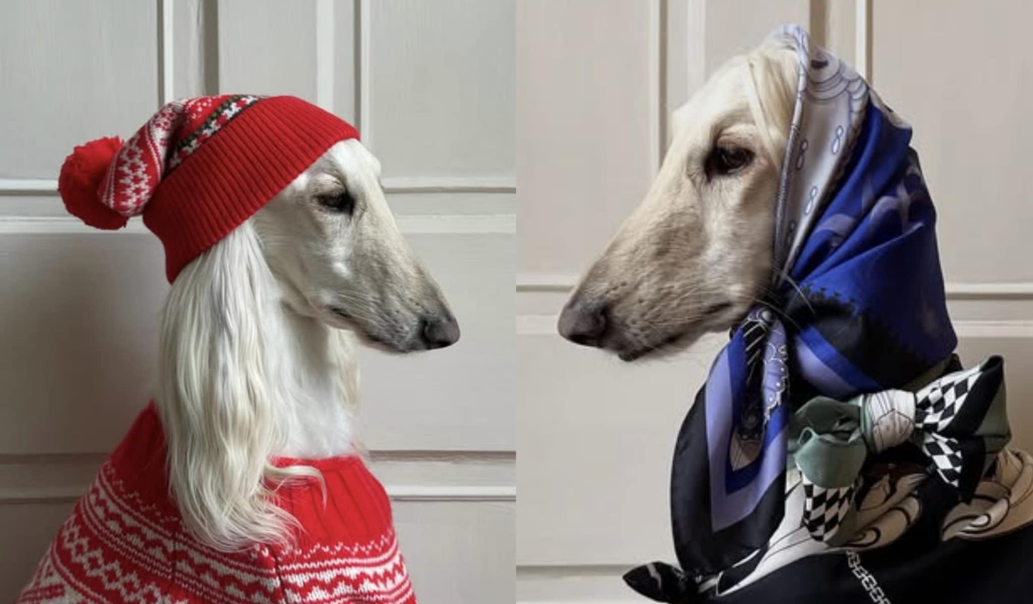 Il caso di Samantha, il cane che veste solo abiti di lusso e gonfia le tasche della sua proprietaria