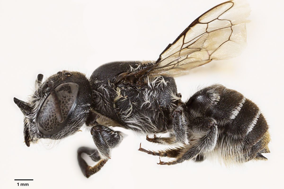 L’ape “Lucifero” dalle corna diaboliche: scoperta in Australia la specie che dipende da un fiore in estinzione
