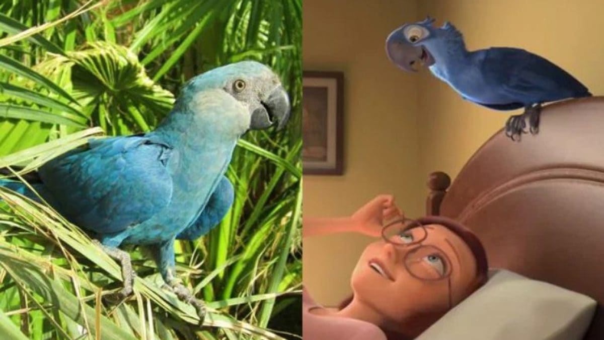 A sinistra un ara di Spix, a destra un fotogramma del film "Rio". Credit screenshot: YouTube