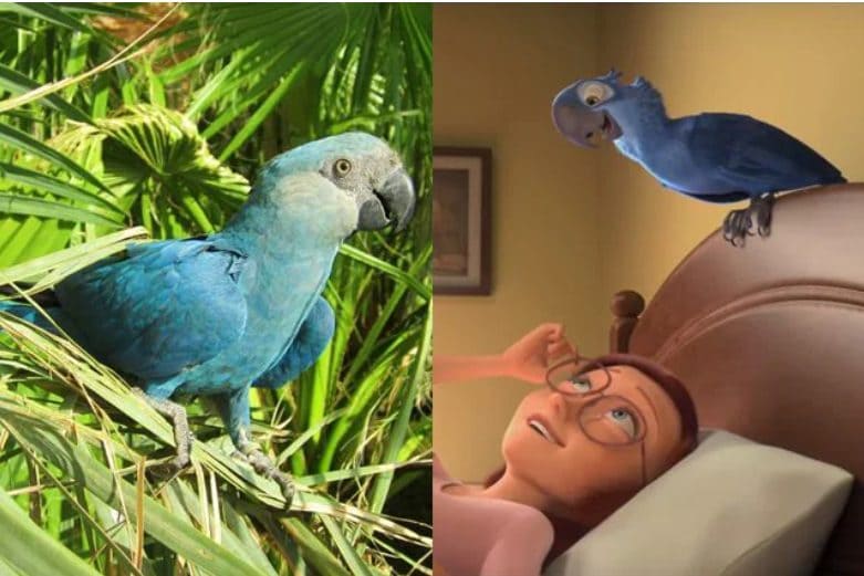 Gli ultimi ara di Spix, i pappagalli di Rio, colpiti da un virus mortale: multa enorme a un allevamento