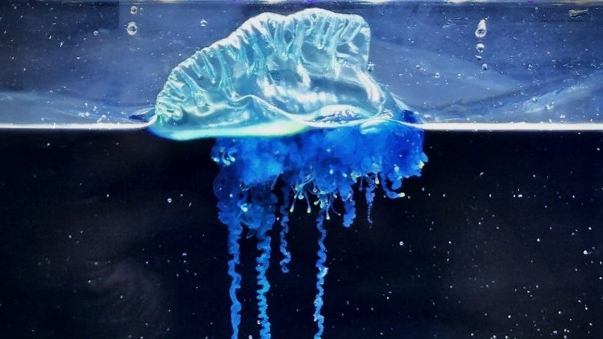 La nuova specie di caravella portoghese. Credit: Università di Tohoku