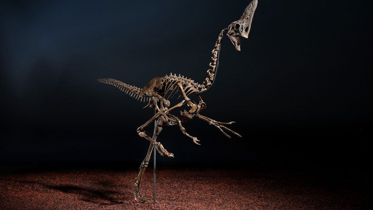 Il dinosauro "Spike", un Caenagnathidae, che sarà venduto all’asta: il prezzo base è la stima iniziale è 3 milioni di sterline (3,5 milioni di euro) / Credit: Christie’s