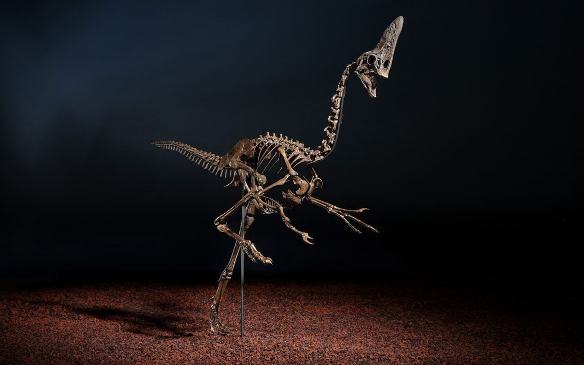 Uno degli ultimi dinosauri al mondo in vendita all’asta: il prezzo è da capogiro