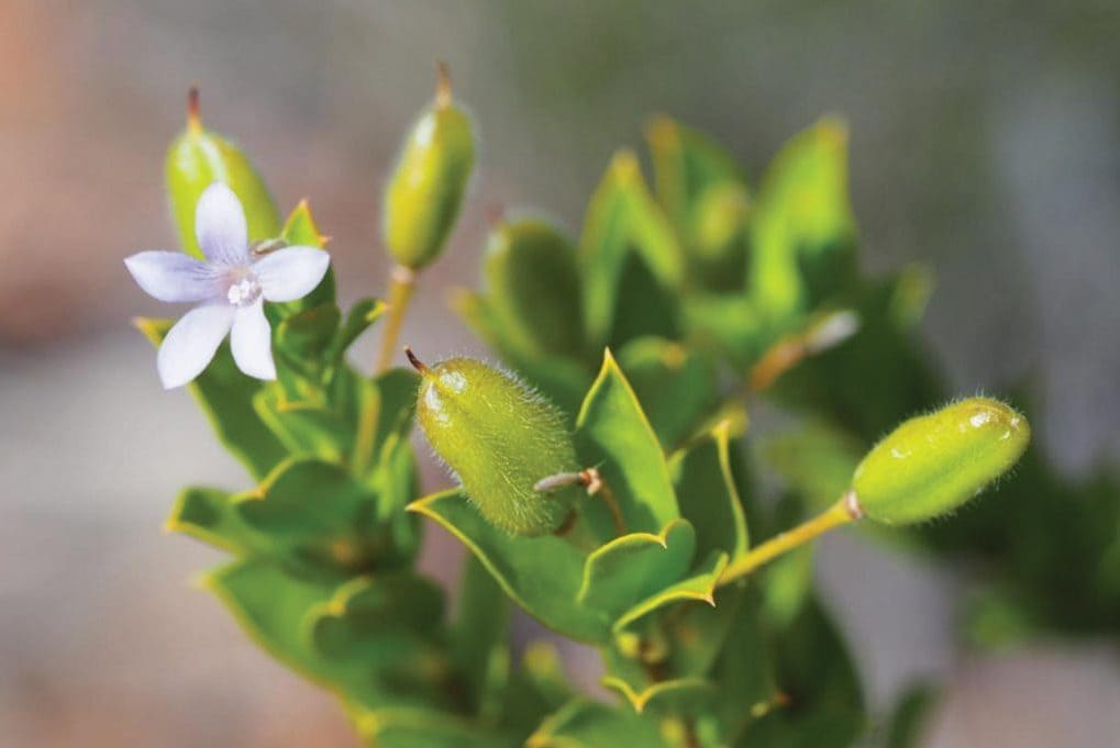 Il fiore della Marianthus aquilonarius, la pianta in grave pericolo di estinzione / Credit: Curtin University