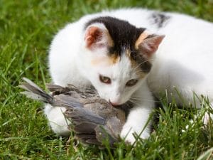gatto_predazione_uccello_iStock-185242180-300x225.jpg