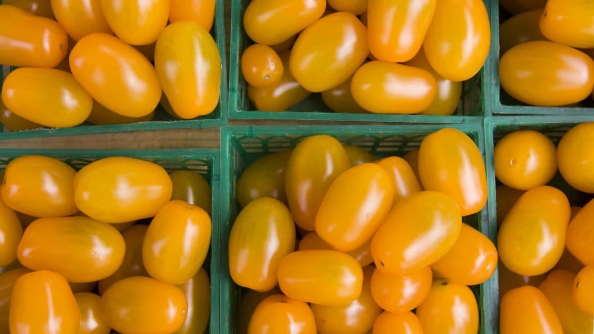 Nei pomodori gialli, una singola mutazione nel gene YFT3 è sufficiente a cambiare i livelli di carotenoidi / Credit: iStock