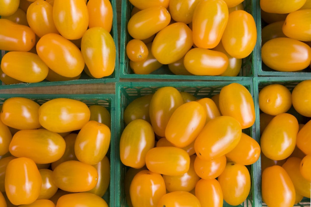 Pomodori gialli, svelato il segreto che li rende unici (e diversi dai rossi)