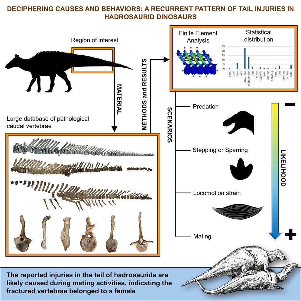 Abstract grafico dello studio che mostra la dinamica delle lesioni vertebrali. Credit: iScience/Bertozzo et Al