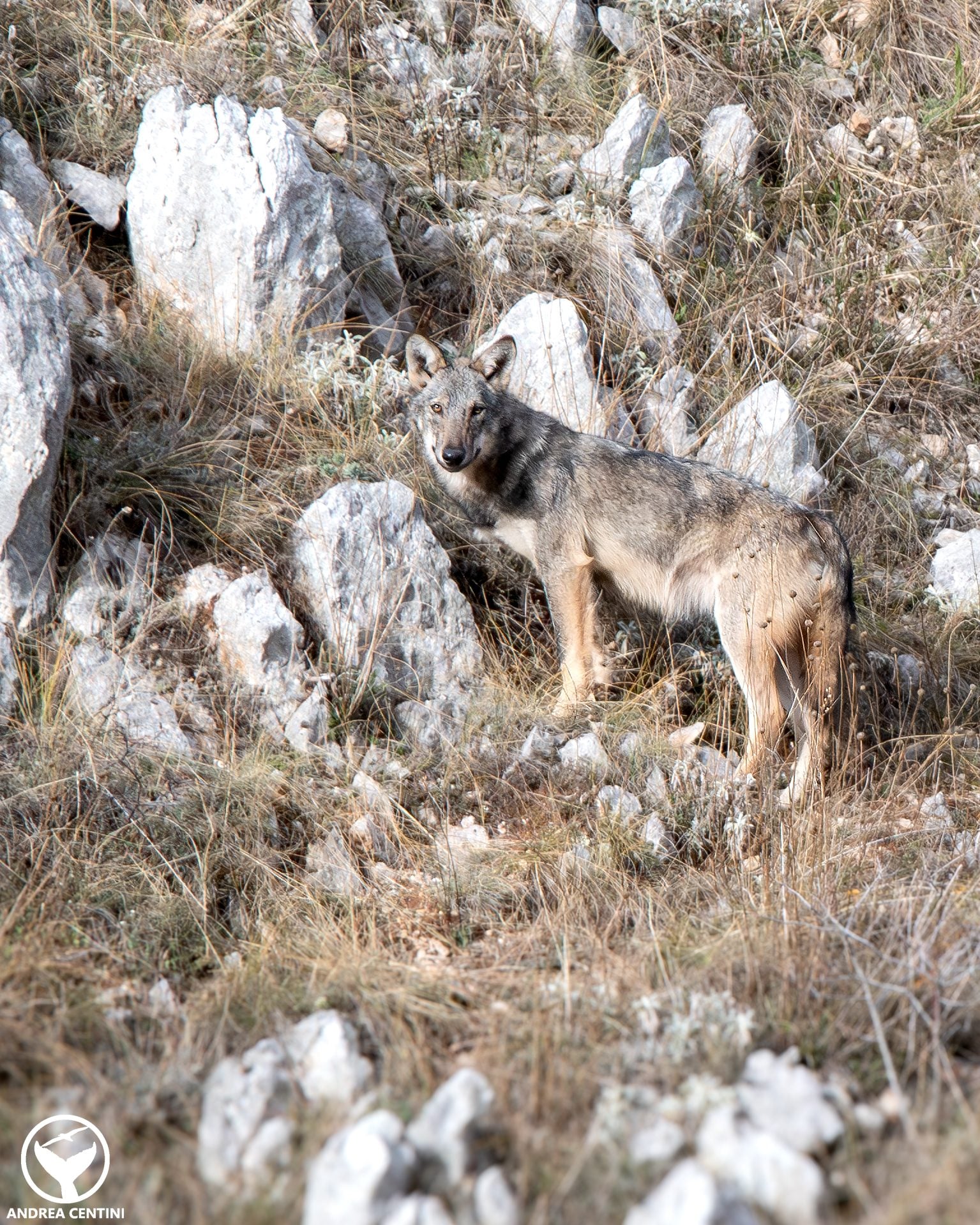 Lupo grigio appenninico. Credit: Andrea Centini