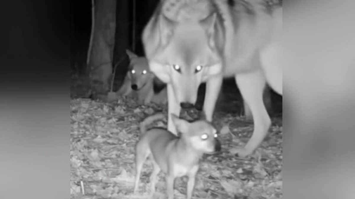 Un frame de video falso con il chihuahua fra i lupi. Credit: TikTok