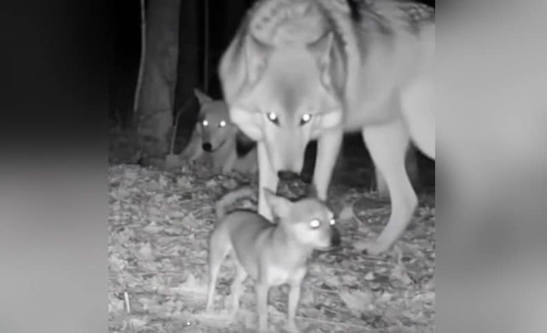 L'etologa Chiara Grasso smonta il video del chihuahua fra i lupi: "Ecco perché è un falso"