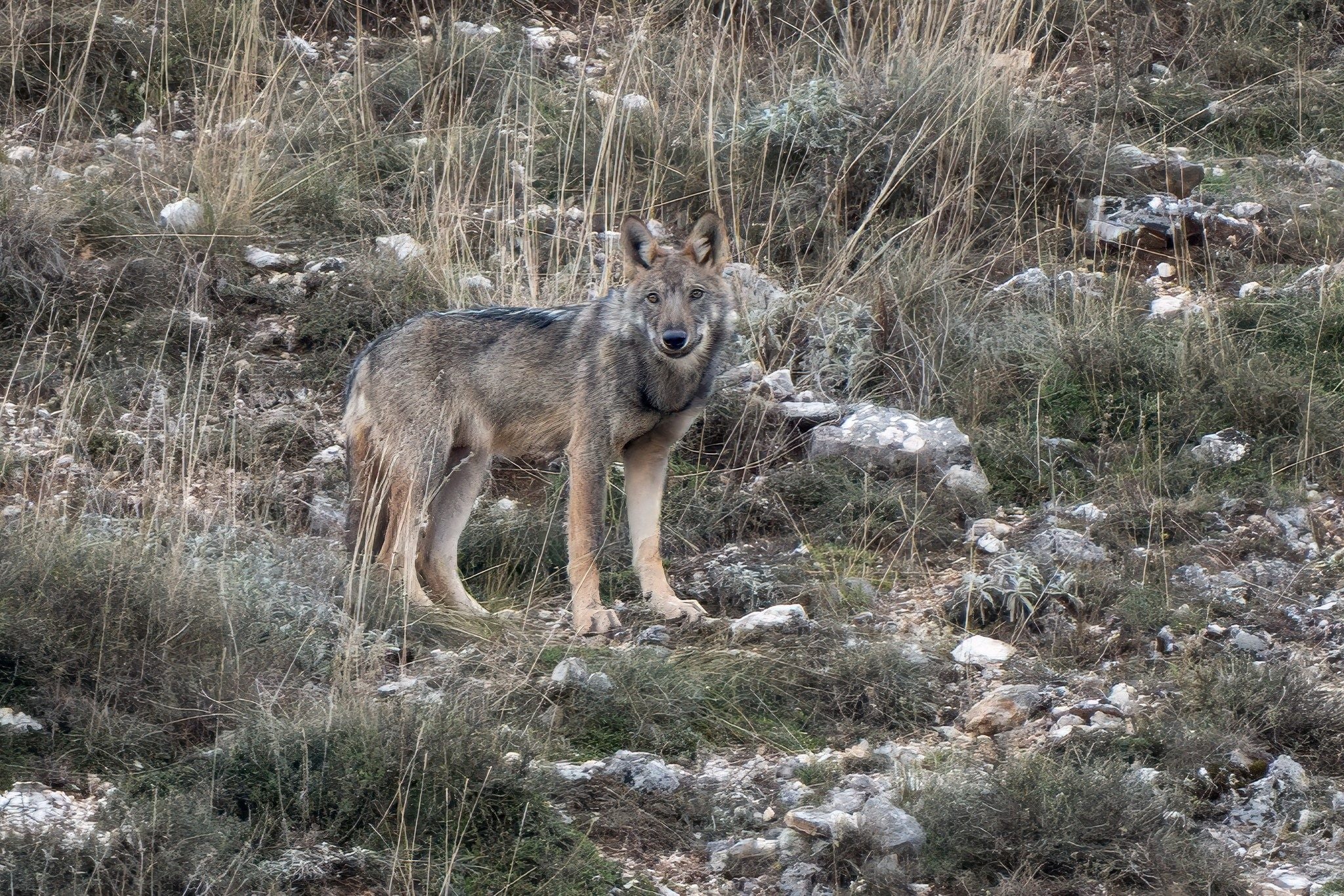 Lupo grigio appenninico. Credit: Enrico Villa