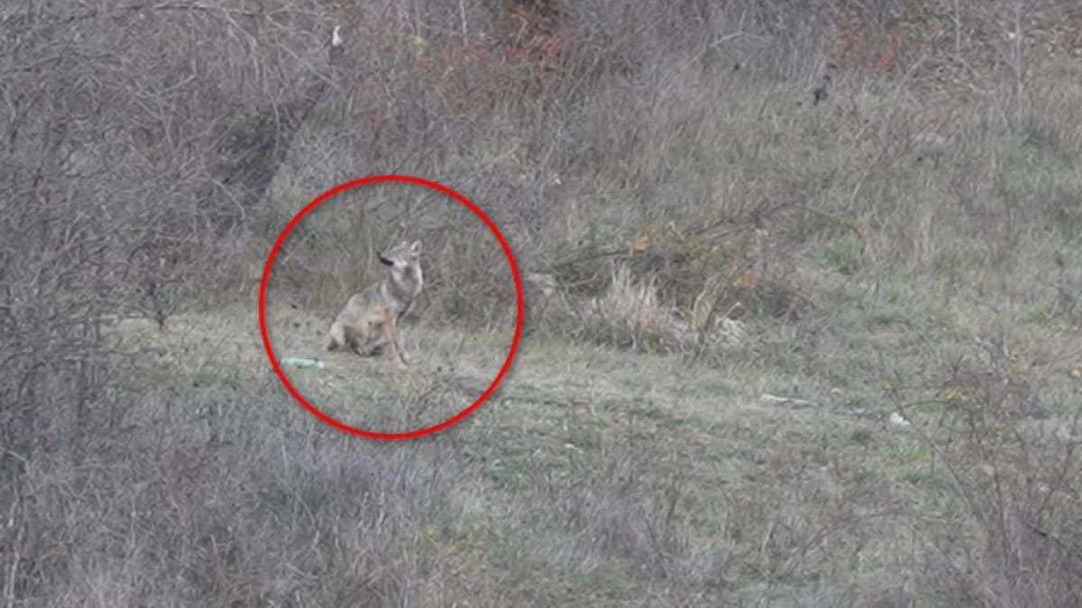 Il lupo spaventato dal jet militare. Credit: Enrico Villa