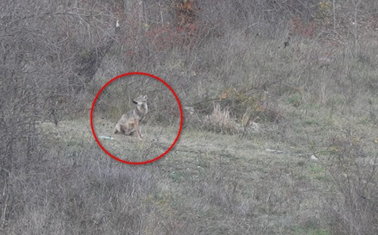 Lupo spaventato dal rumore di un jet militare in Abruzzo: il video della reazione