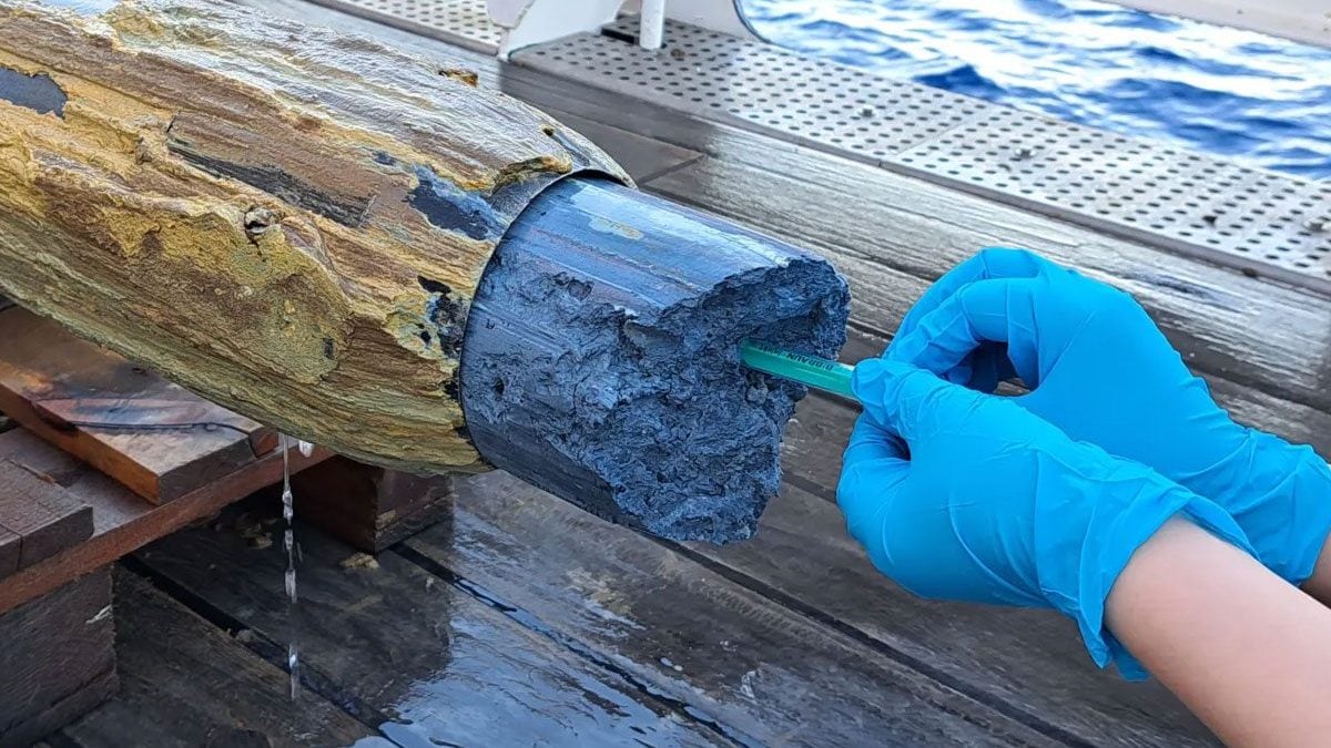 La melba blu raccolta nelle profondità dei vulcani del bacino di subduzione vicino alla Fossa delle Marianne, nell’Oceano Pacifico / Credit: Marum