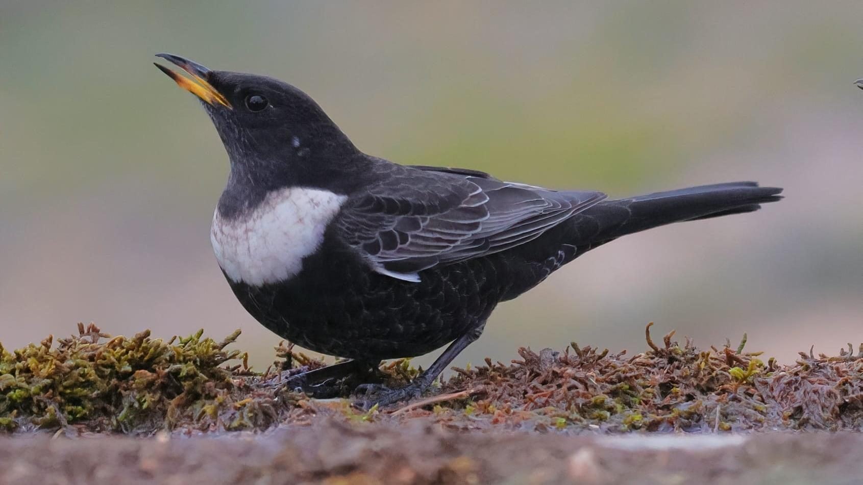 Il merlo dal collare è una meraviglia: le bellissime foto dell'uccello montano dal canto triste