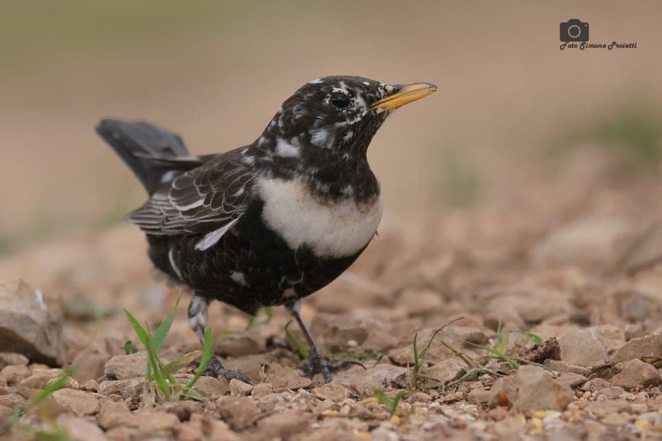 Merlo dal collare, esemplare leucistico. Credit: Simone Proietti