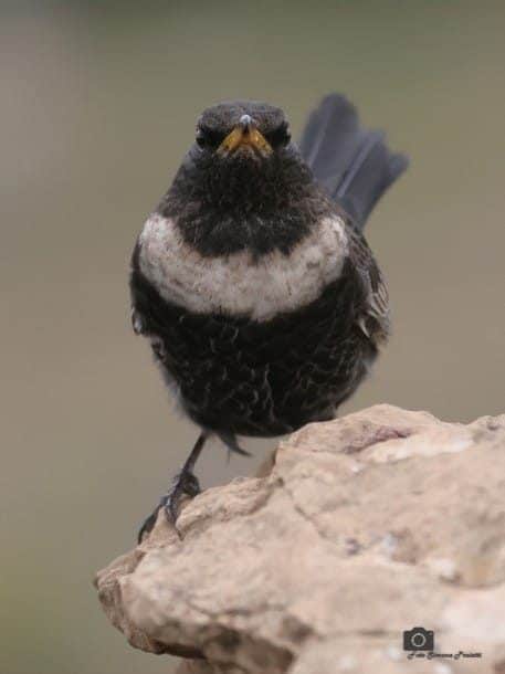 Merlo dal collare. Credit: Simone Proietti