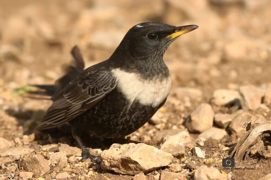 Merlo dal collare. Credit: Simone Proietti