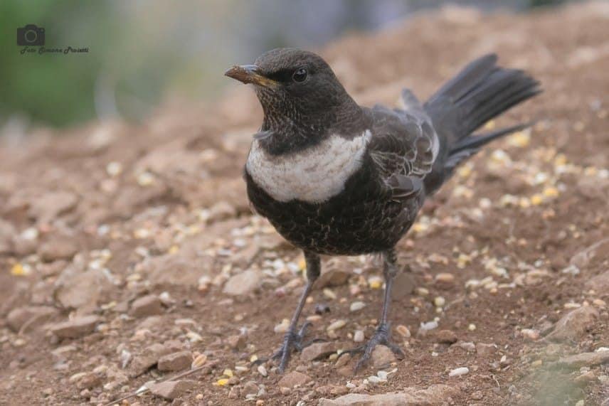 Merlo dal collare. Credit: Simone Proietti