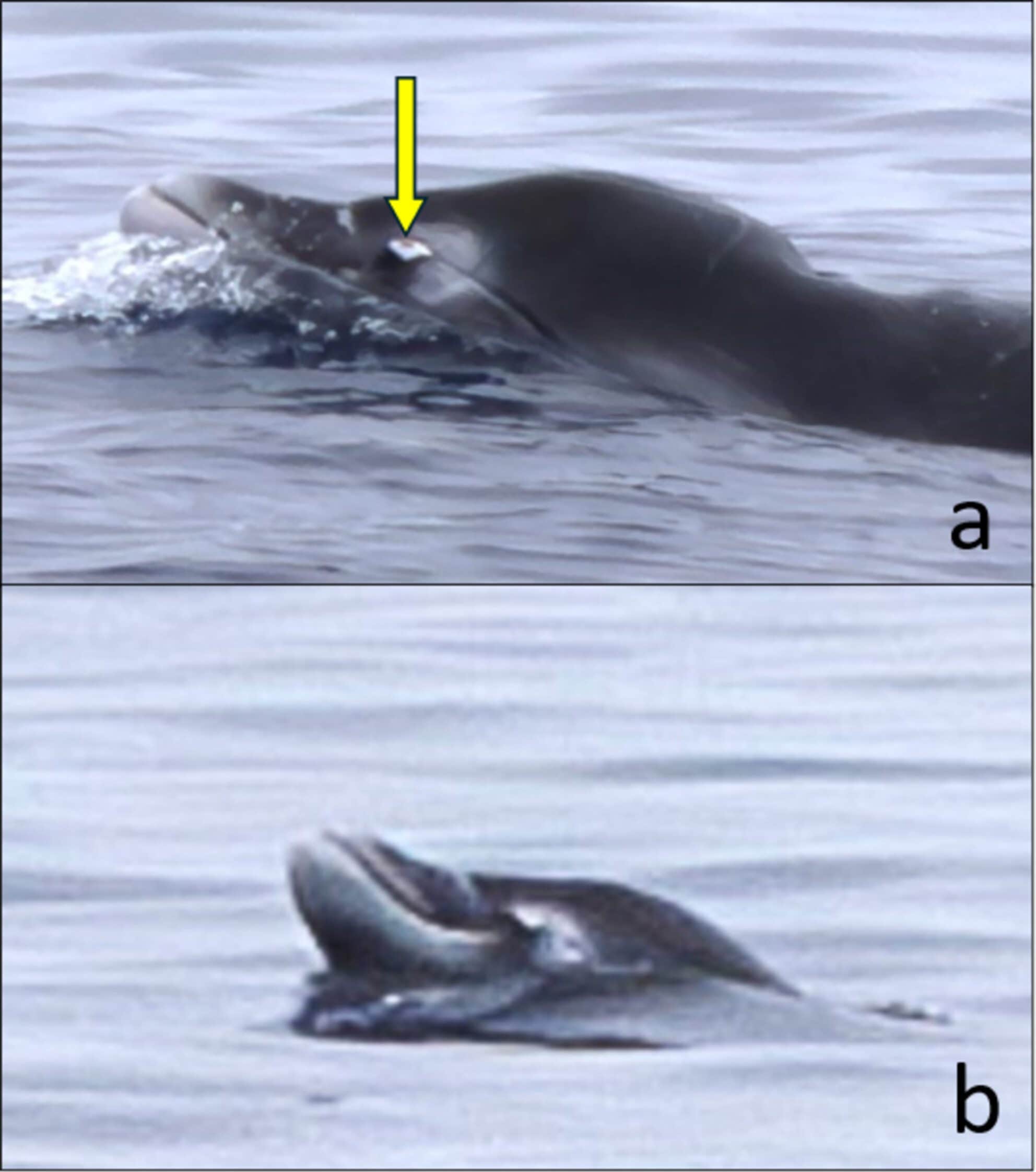 Mesoplodonte di Nishiwaki. Credit: Marine Mammal Science / Henderson et al.