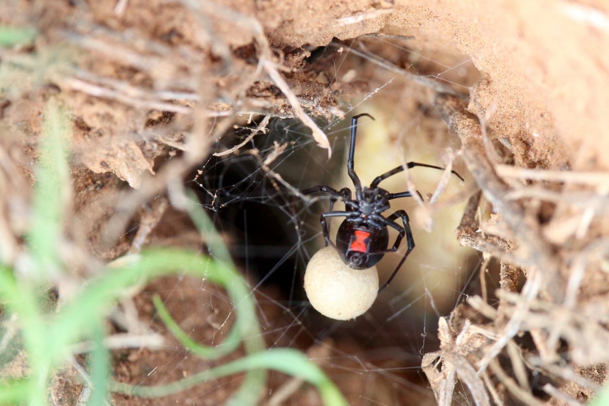 Una vedova nera con il suo sacco ovigero / Photo: iStock