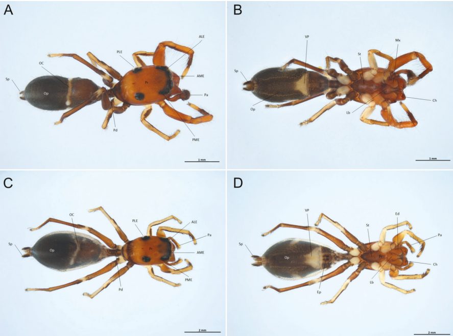 Maschio (A e C) e femmina (B e D), della nuova specie di ragno–formica. Credit: Fragmenta Entomologica/ Fusco et al