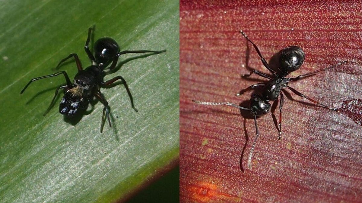 A sinistra un ragno mirmecomorfo, a destra una formica. Credit: Wikipedia