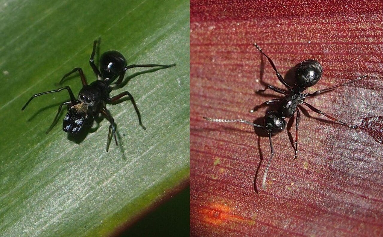 Nuova specie di ragno che imita le formiche scoperta in Sicilia