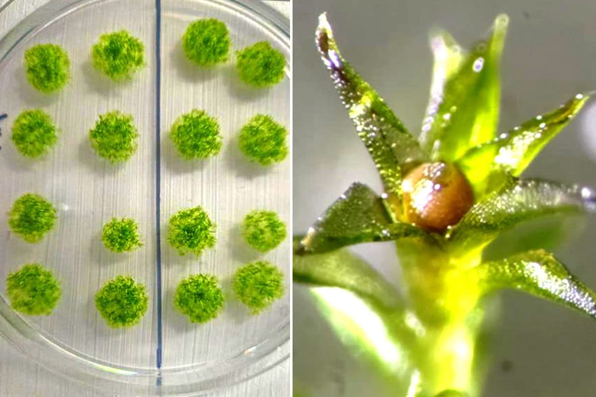 a sinistra, spore di muschio germinate dopo l’esposizione allo spazio: a destra, uno sporofito bruno–rossastro al centro di gametoforo foglioso: la struttura contiene numerose spore al suo interno / Credit: Maeng/Kobayashi e Fujita