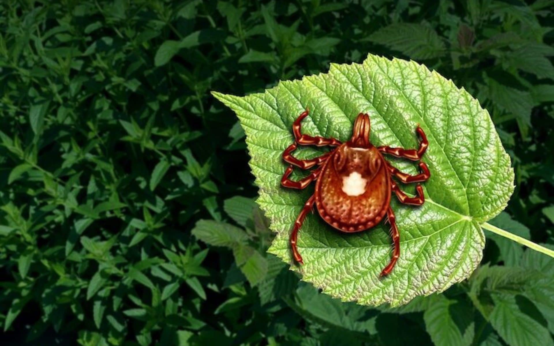 Viene morso da una zecca e muore per un'improvvisa allergia alla carne rossa: cos'è la sindrome alfa-gal