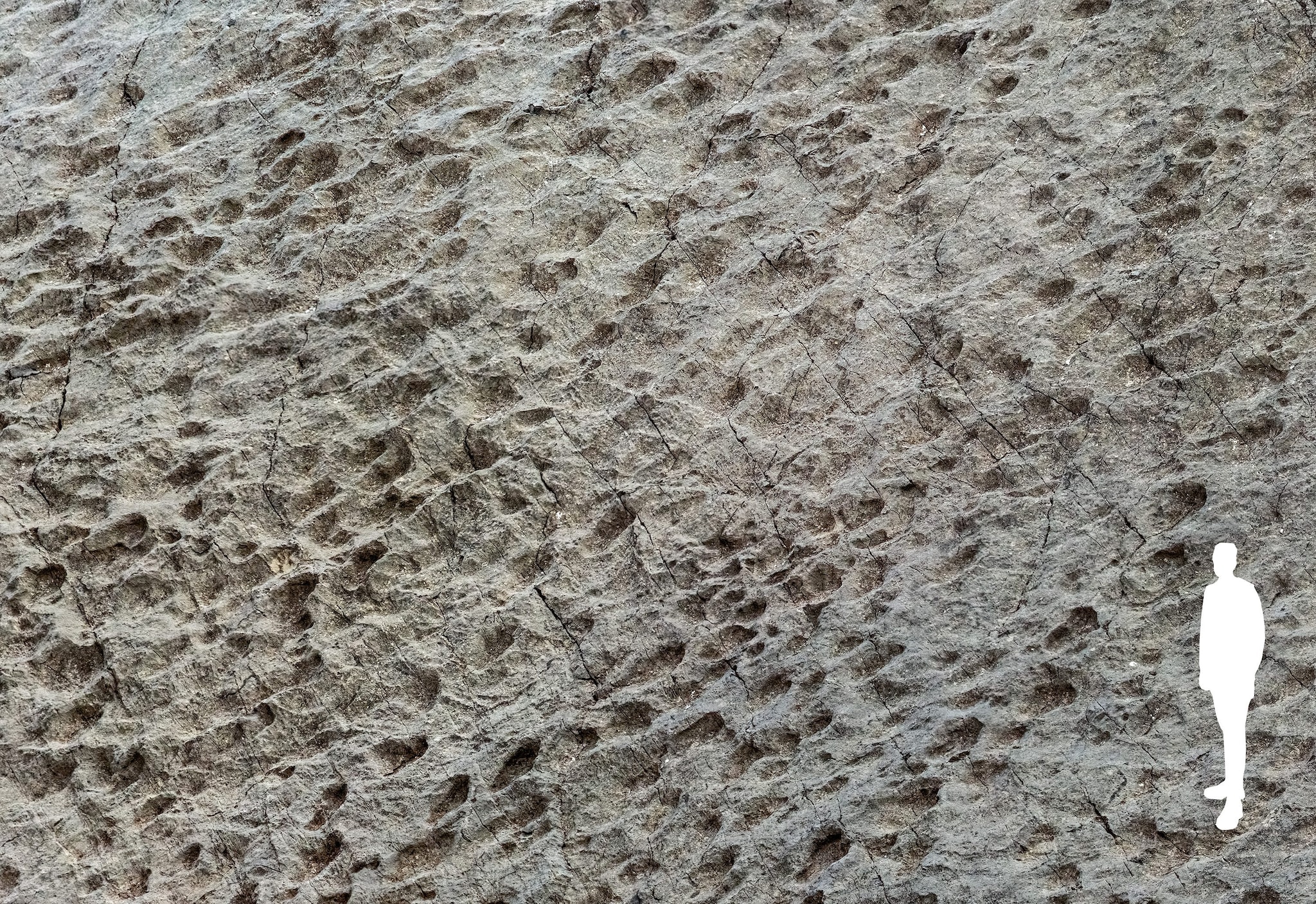 Le impronte della "valle dei dinosauri". Credit: Foto di Elio Della Ferrera, Arch. PaleoStelvio (PNS, MSNM, SABAP CO–LC).