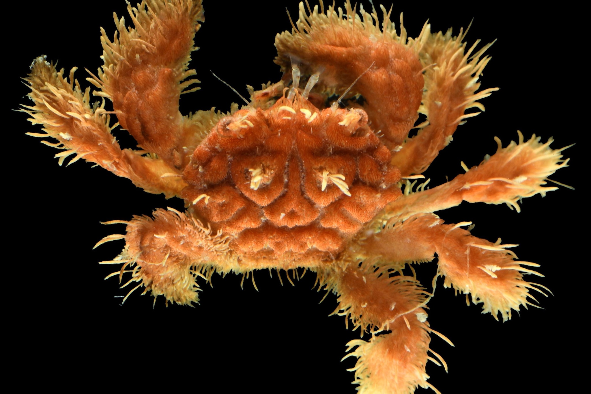 I sub che hanno nuotato nella zona crepuscolare dell’oceano: scoperti animali mai visti