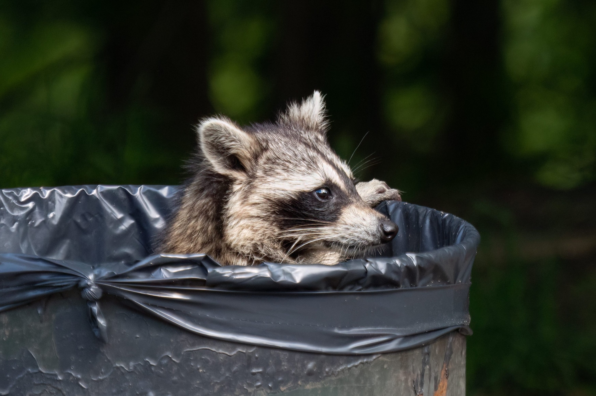 Le storie di animali che vediamo sui social spesso non sono vere: tranne quella del procione ubriaco