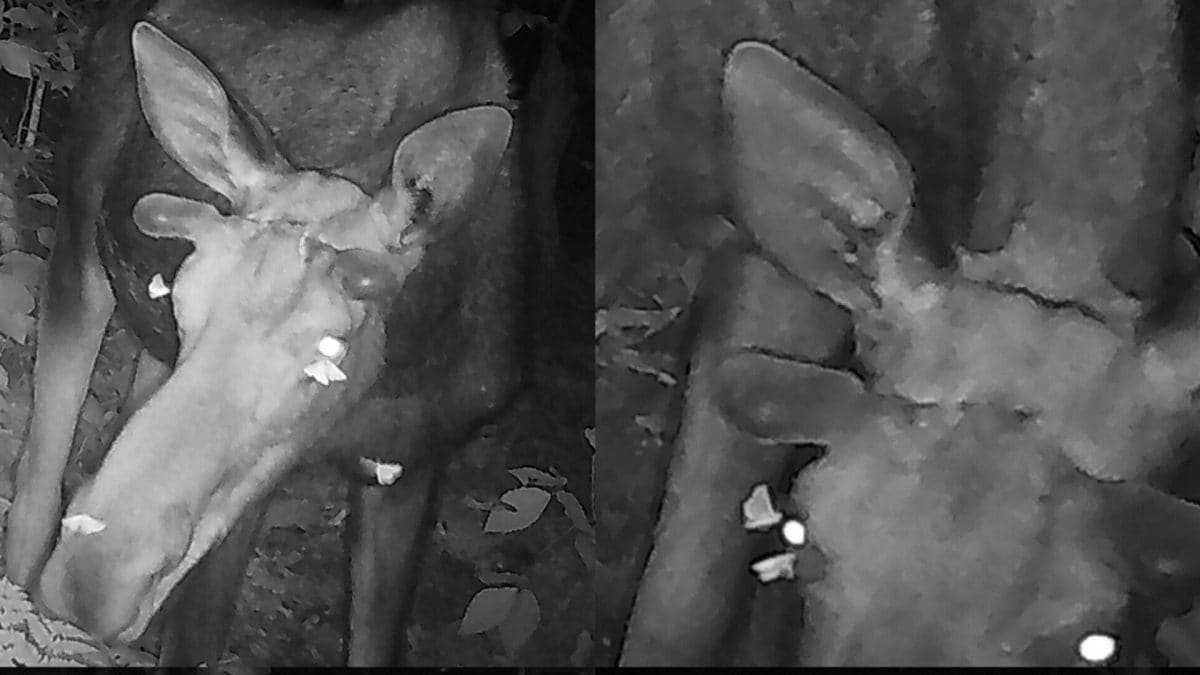 Le falene che succhiano le secrezioni lacrimali dagli occhi di un alce maschio. Credit: Vermont Department of Fish and Wildlife