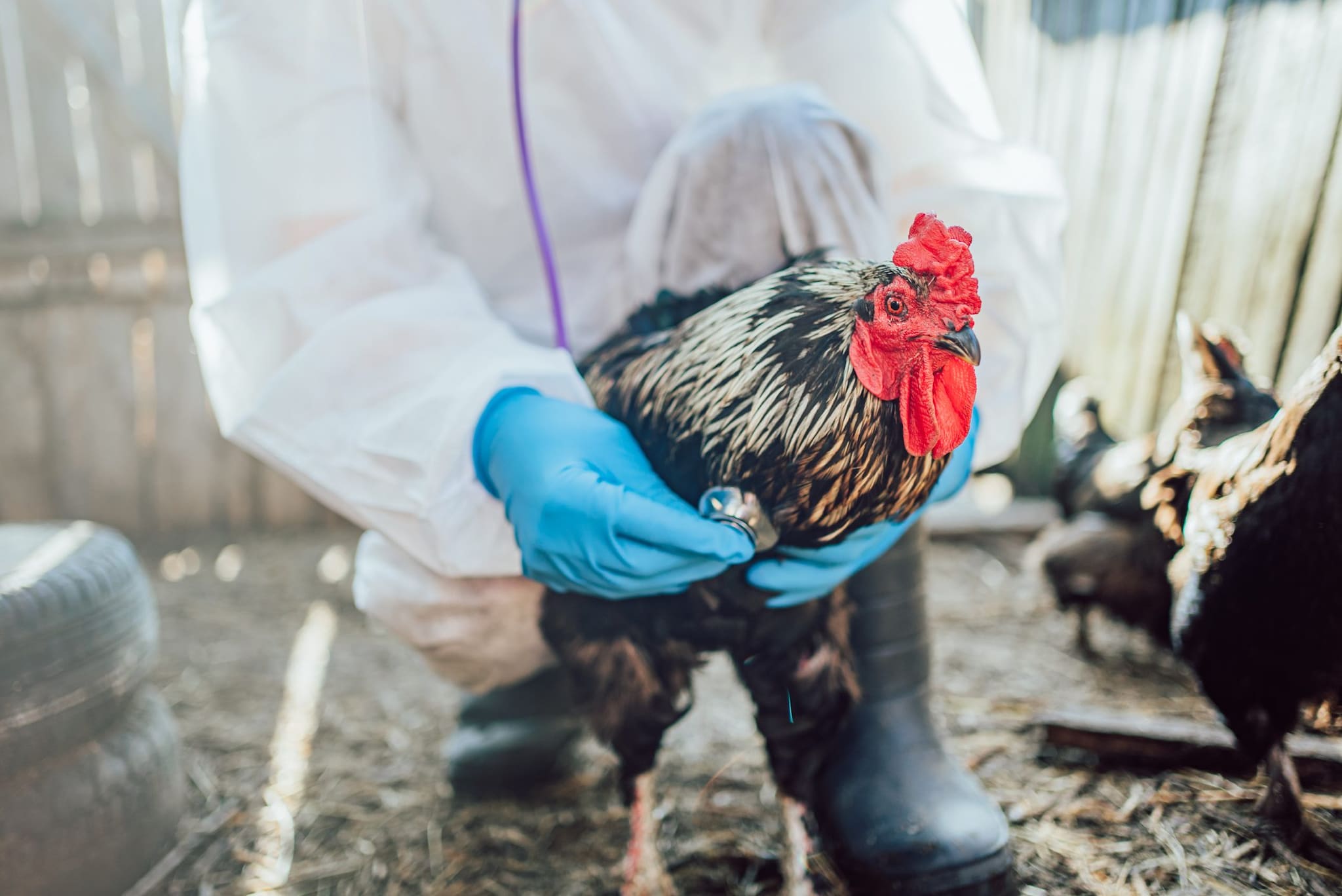 La nuova guida sull'influenza aviaria in Europa: c'è anche lo scenario pandemia